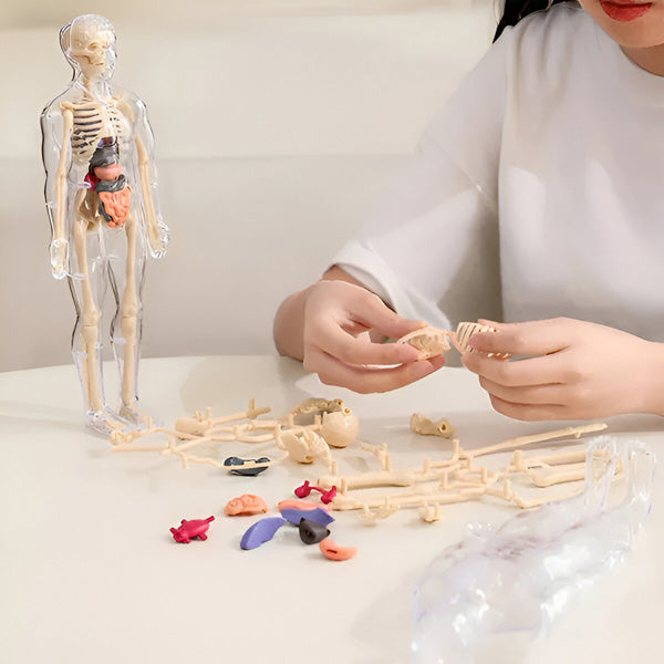 Edukativni set 3D model ljudskog tela